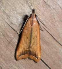 Dichomeris heriguronis
