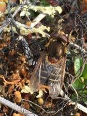 Sericomyia tolli