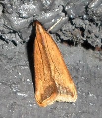 Dichomeris heriguronis