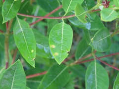 Stagonospora apocyni