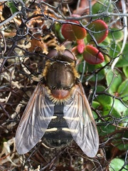 Sericomyia tolli