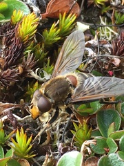 Sericomyia tolli