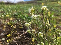 Draba hirta