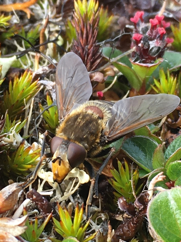 Great-nosed Pond Fly