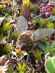Sericomyia tolli