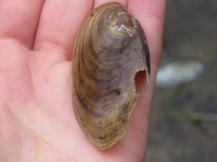 Anodonta kennerlyi