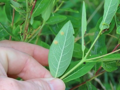 Stagonospora apocyni