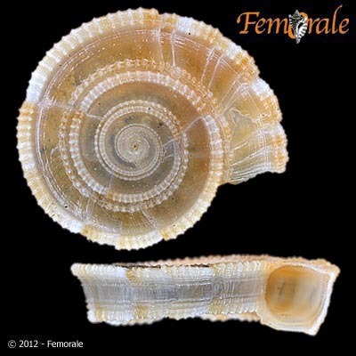 Pseudomalaxis