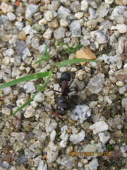 Camponotus atrox