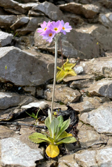 Primula mistassinica