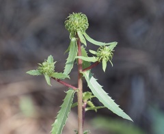 Grindelia subalpina