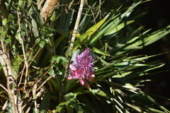 Portea petropolitana