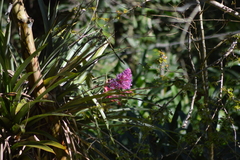 Portea petropolitana