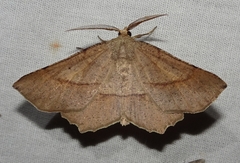 Euchlaena marginaria