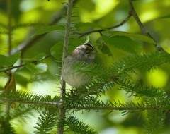 Zonotrichia albicollis image