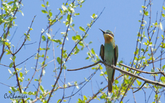 Merops persicus persicus