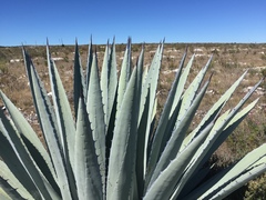 Agave applanata