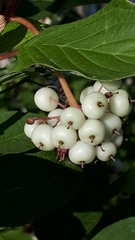 Cornus sericea