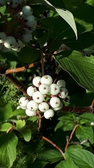Cornus sericea
