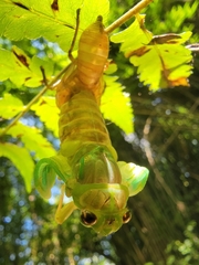 Tanna sozanensis