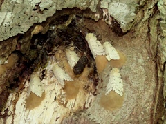 Lymantria dispar dispar