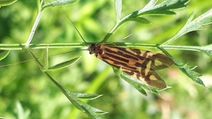 Macrostemum zebratum