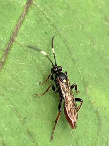 Ichneumon annulatorius