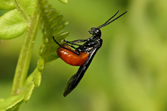 Strongylogaster tacita