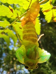 Tanna sozanensis