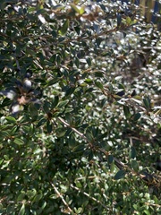 Coprosma ×cunninghamii