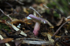 Russula nothofaginea