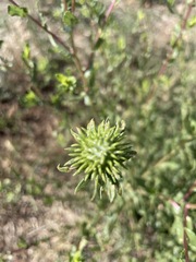 Grindelia nuda aphanactis