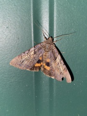Catocala muliercula