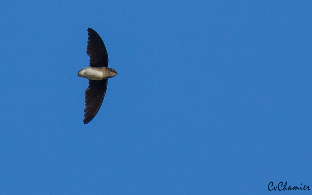 Bat-Like Spinetail