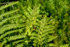 Strongylogaster tacita