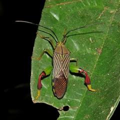 Melucha lineatella