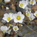 Douglas' Stitchwort - Photo (c) mhays, some rights reserved (CC BY-NC), uploaded by mhays