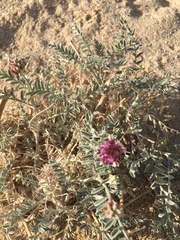 Astragalus magdalenae