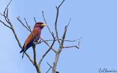 Eurystomus glaucurus