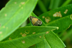 Olethreutes osmundana