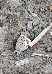 Plebejus anna