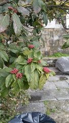 Angiospermae