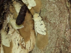 Lymantria dispar dispar