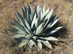 Agave applanata