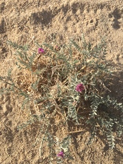 Astragalus magdalenae
