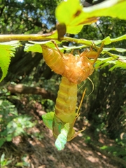 Tanna sozanensis