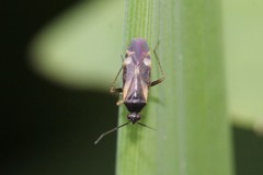 Plagiognathus obscurus