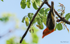 Anaplectes rubriceps