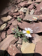 Erigeron trifidus