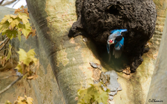 Halcyon senegaloides